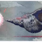 اسکناس 5 روفیه پلیمری مالدیو 2017 (UNC)